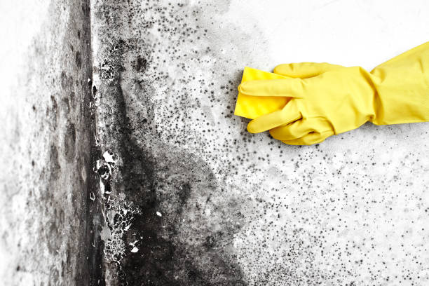 Best Same-Day Mold Removal  in Richwood, TX