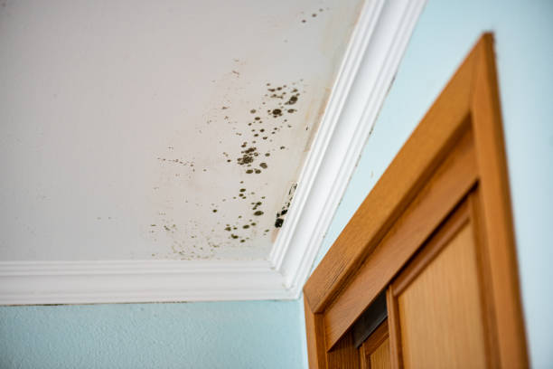 Mold Testing and Removal in Richwood, TX