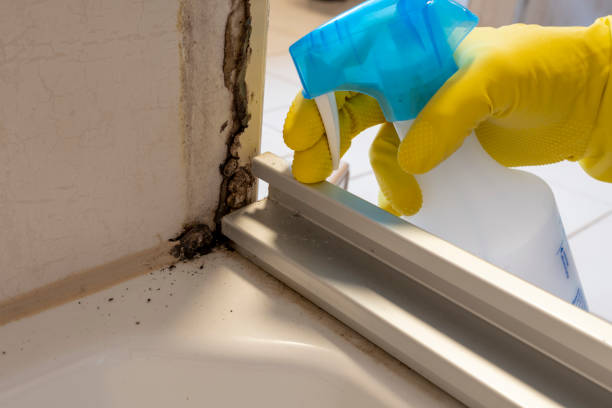 Best Mold Testing and Removal  in Richwood, TX