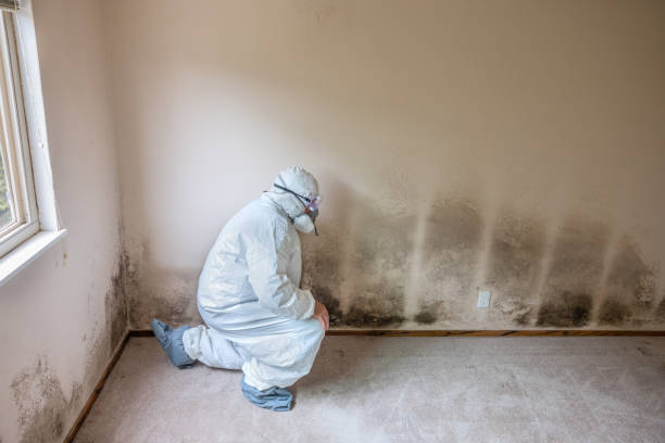 Best Certified Mold Removal  in Richwood, TX