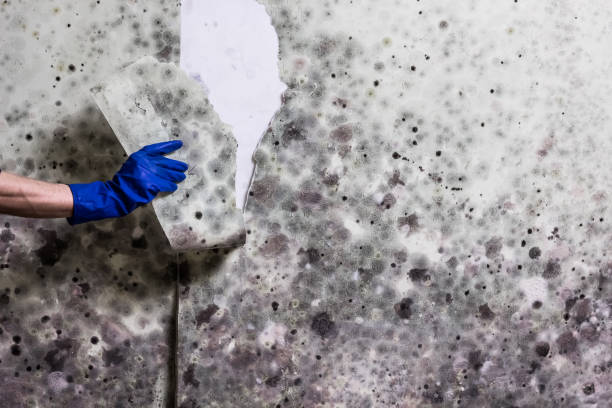 Reliable Richwood, TX Mold Removal Solutions