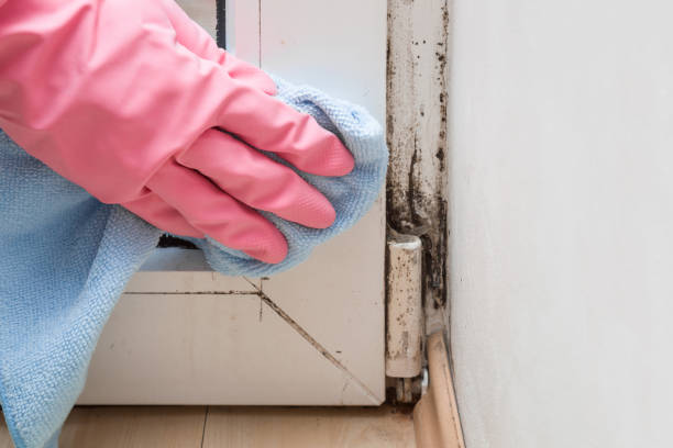 Best Attic Mold Removal  in Richwood, TX